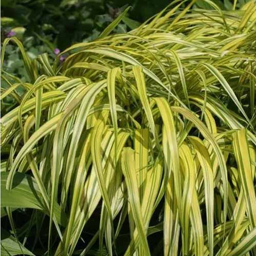 A square product photo of All Gold Japanese forest grass. They have long, light green fronds with yellow-greenish stripes down the middle.