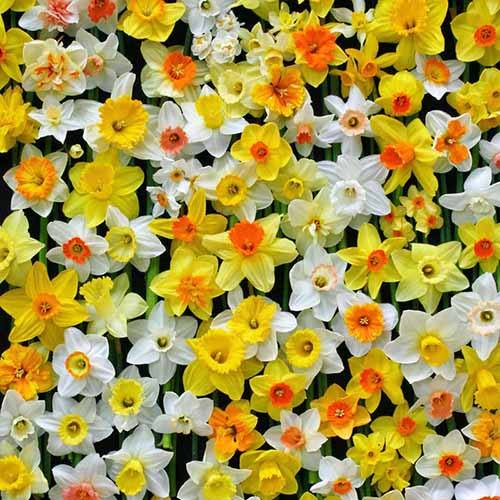 A close up square image of a variety of different types of daffodils in a mass planting.