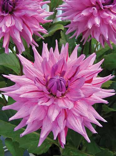 A close up of bright pink 'American Dream' dahlia flowers growing in the garden.