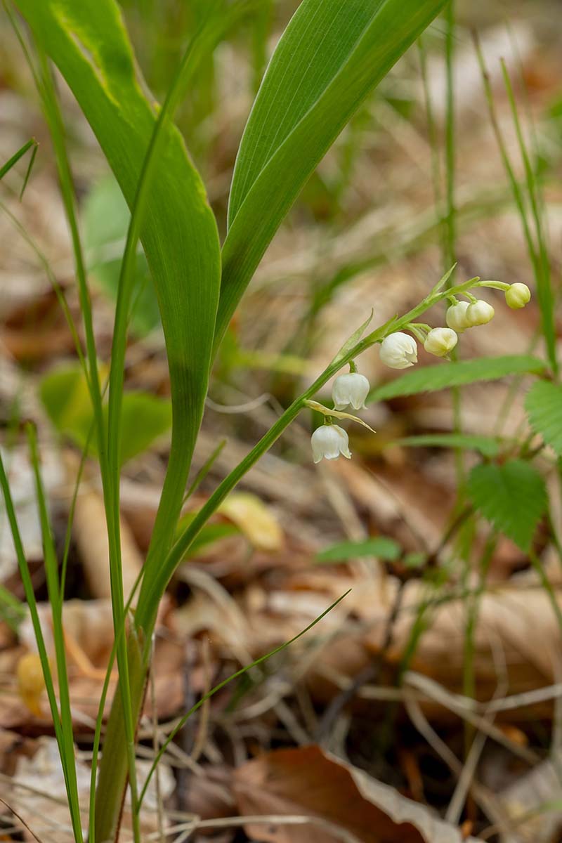 A vertical close up photo of a Convallaria majalis leaves with the small white blooms growing wild in a forest.