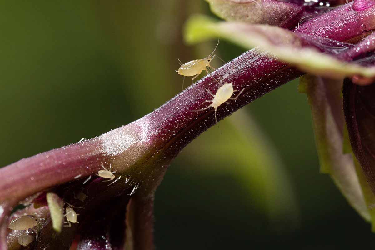 A horizontal close up photo of aphids on the stalk of a dark basil plant.