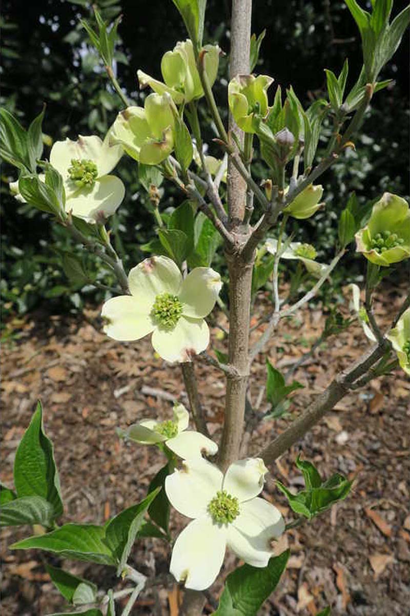 A close up vertical image of 'Appalachian Spring' dogwood growing in the garden with light green flowers.