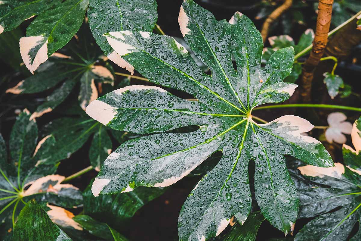 A horizontal photo of decorative green leaves of Fatsia Japonica after they have been watered.
