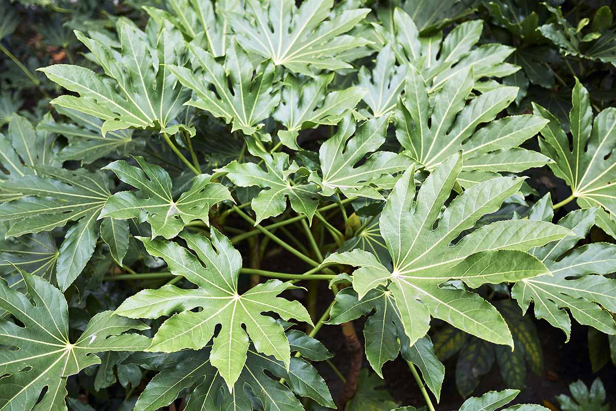 A horizontal photo of a Japanese aralia shrub in the forest.