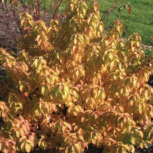A square product photo of the Arctic Sun dogwood in autumn with golden yellow foliage.