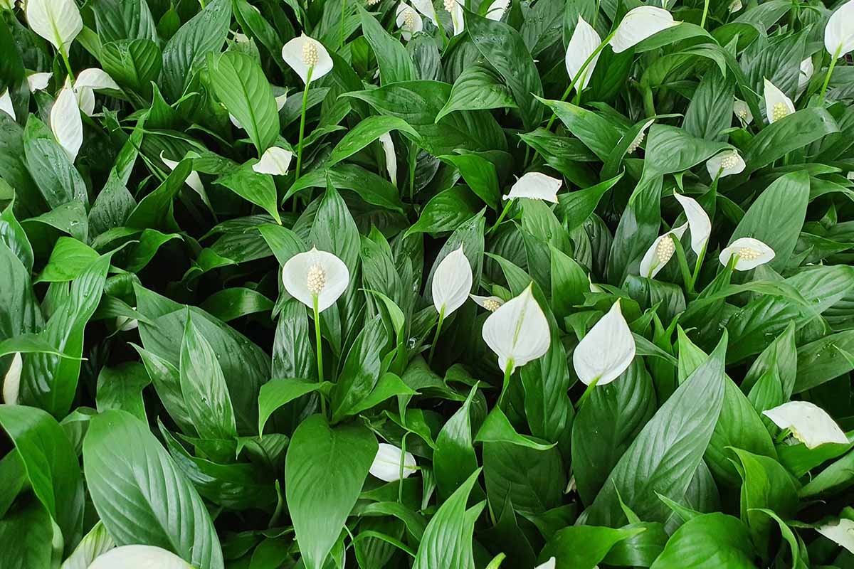 A close up horizontal image of peace lilies (Spathiphyllum) growing outdoors, many of them in bloom.