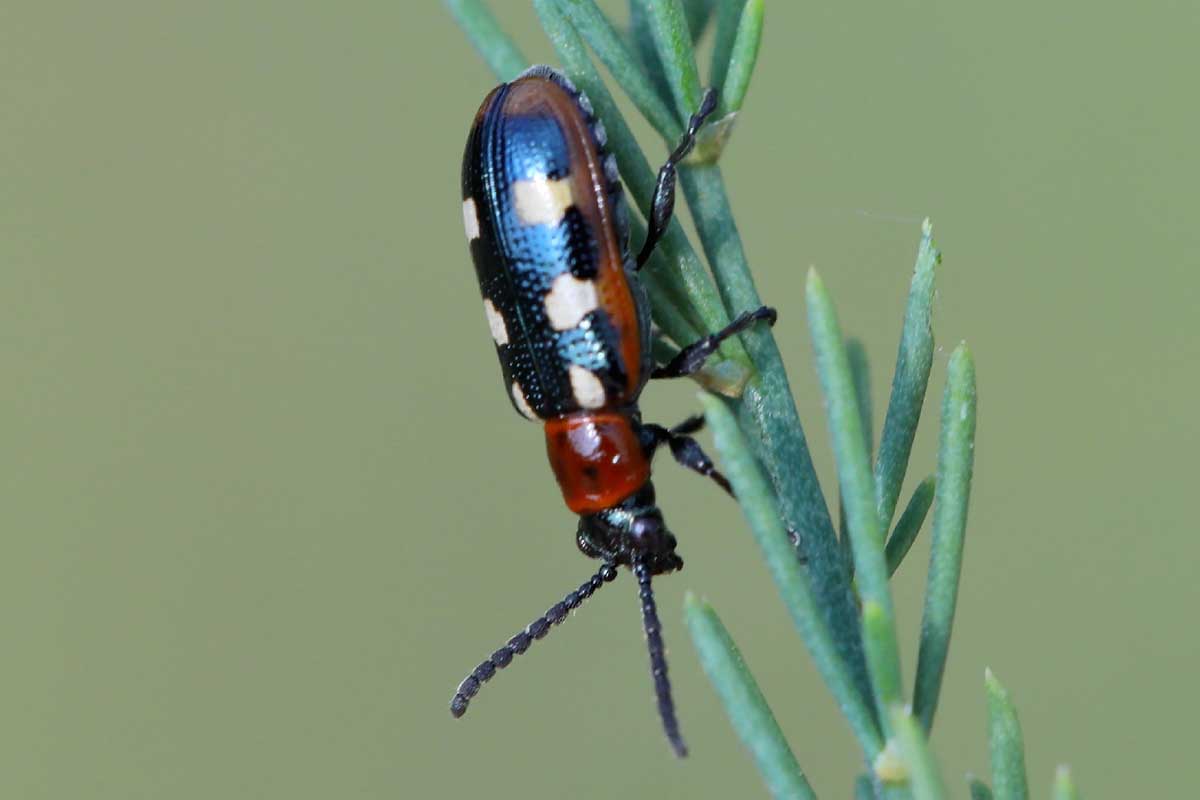 A close up horizontal image of a common asparagus beetle on a stem pictured on a green background.