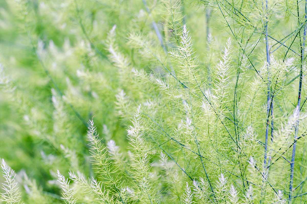 A horizontal image of asparagus ferns growing in the garden.