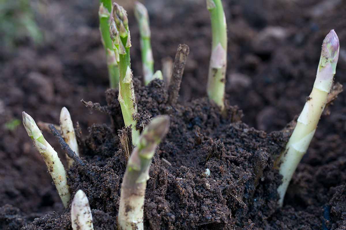 A close up horizontal image of young asparagus spears emerging from dark, rich soil.