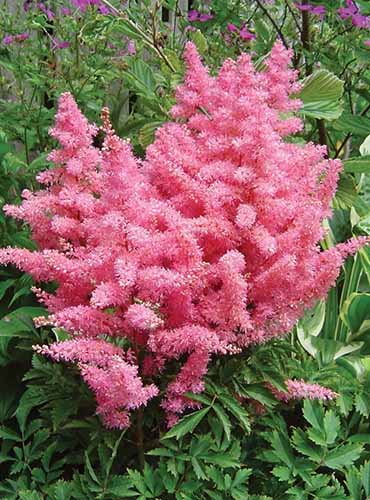 A vertical product photo of a Younique Pink astilbe plant with bright pink spiky blooms.