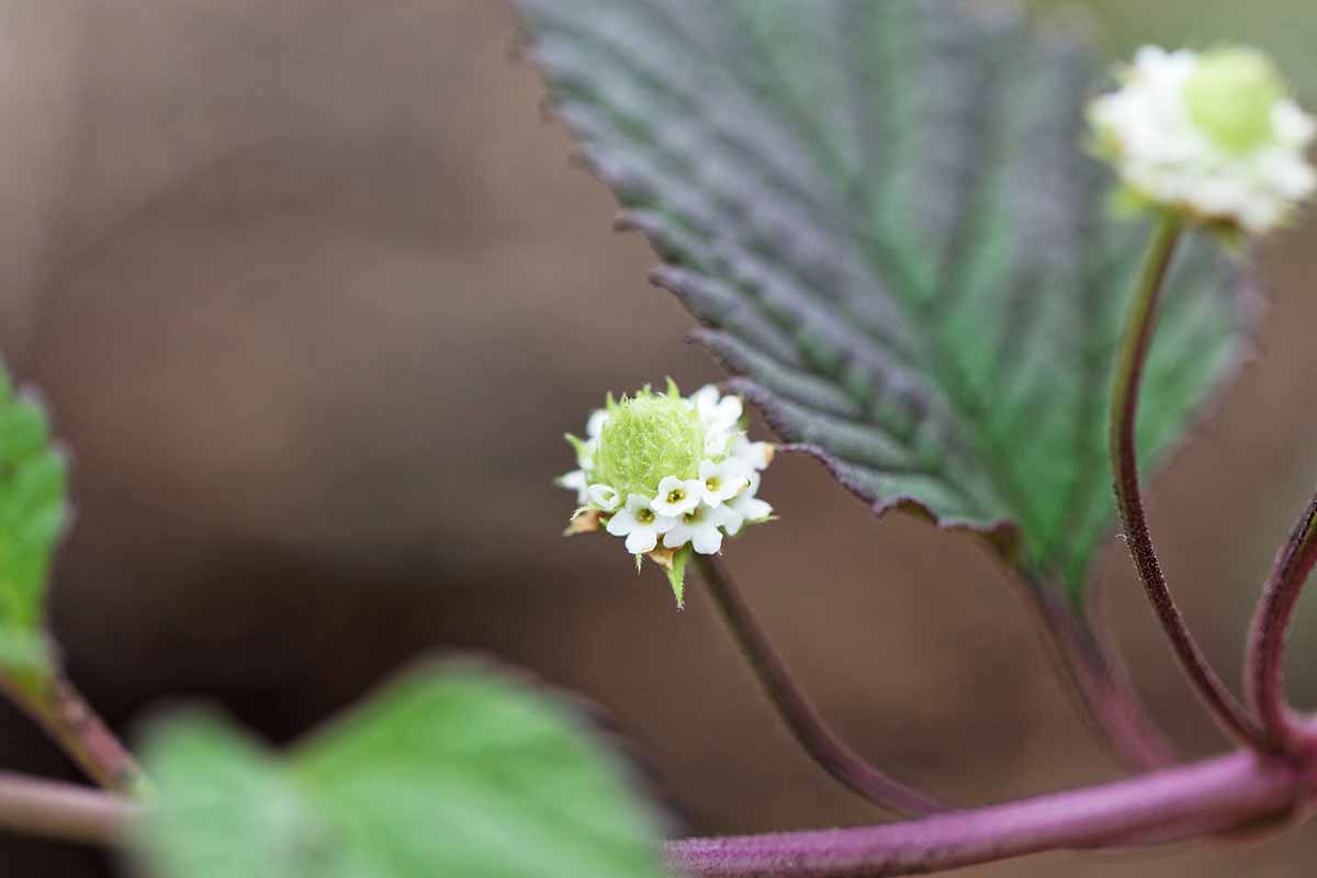 A horizontal close up shot of the Aztec sweet herb blossom.