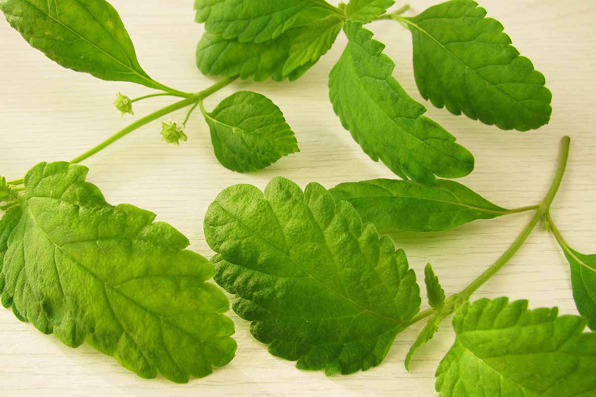 A horizontal photo of several leaves of Aztec sweet herb on a light colored wooden background.