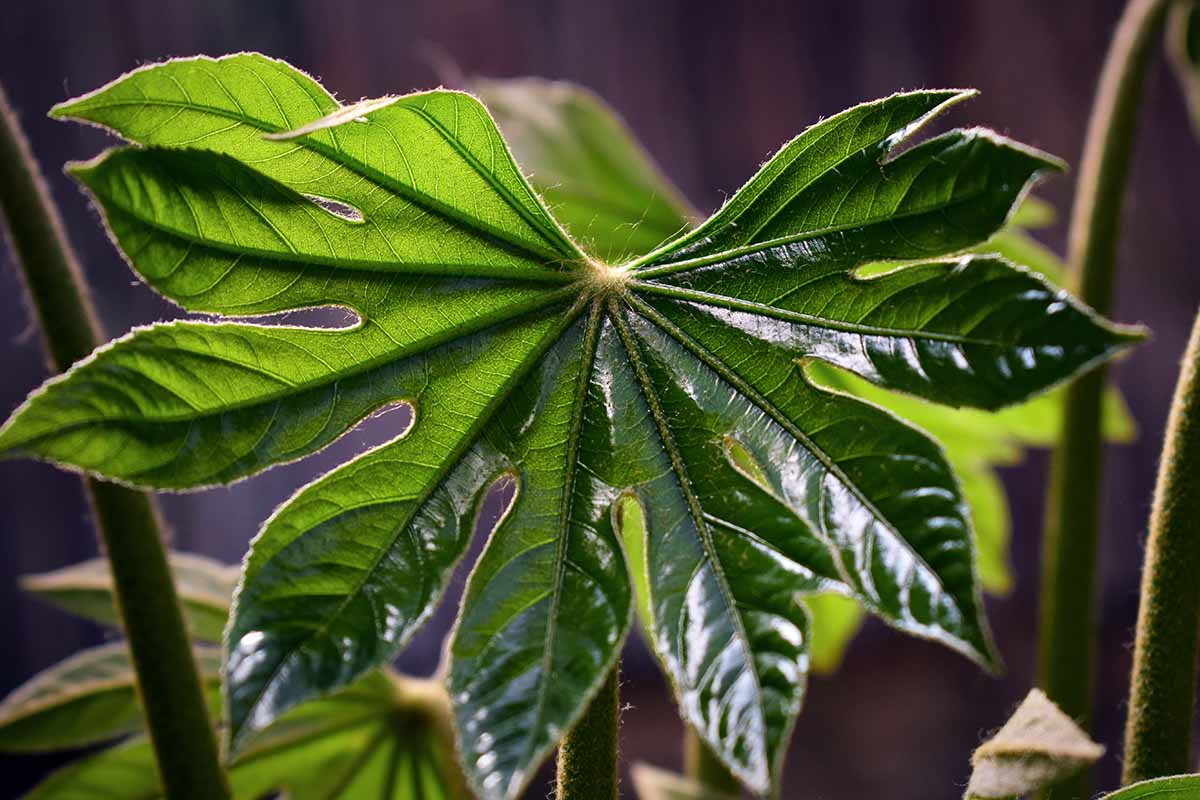 A horizontal photo of a large Japanese aralia leaf that is lit from behind.