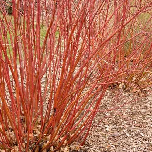 A square product photo of the Bailey Red Twig dogwood in early winter without any foliage.