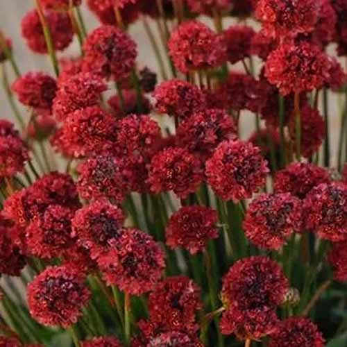 A close up of 'Ballerina Red' false sea thrift flowers pictured on a soft focus background.