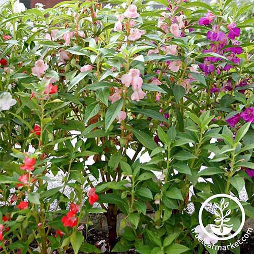 A square product photo of Balsam impatiens blooming in a garden.