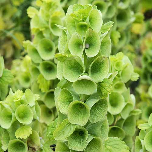A square product photo close-up on light green bells of Ireland blooms.