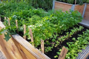 A close up horizontal image of a large wooden raised garden bed with herbs and vegetables growing in neat rows.