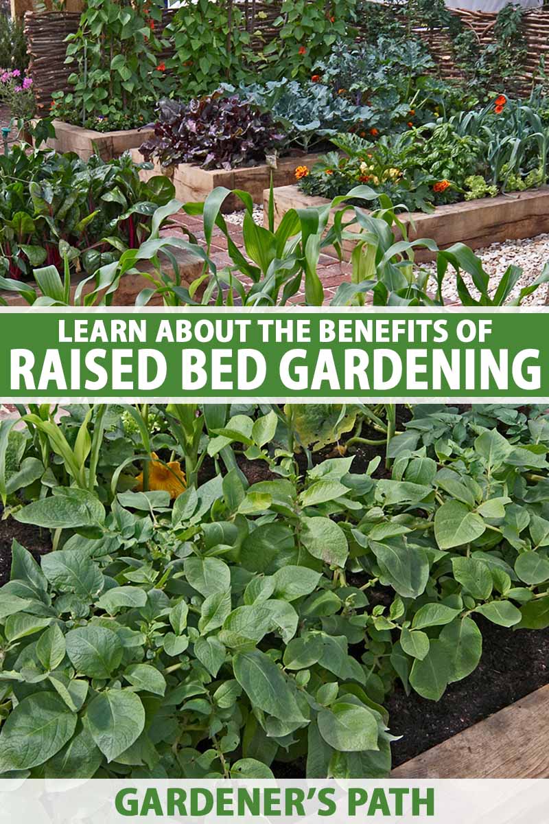 A close up vertical image of a neat backyard with a variety of wooden raised bed gardens growing a variety of different vegetables and flowers. To the center and bottom of the frame is green and white printed text.