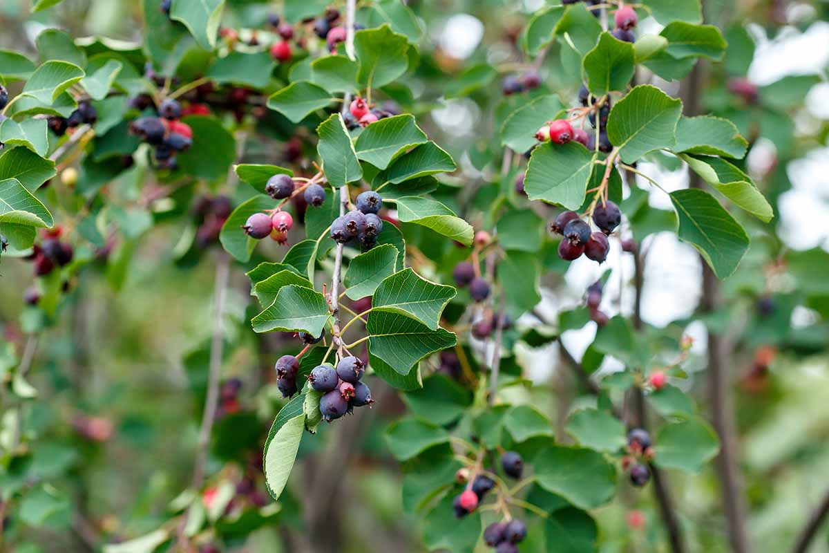 A horizontal image of berries developing on a Saskatoon serviceberry (Amelanchier alnifolia) shrub growing in the garden.