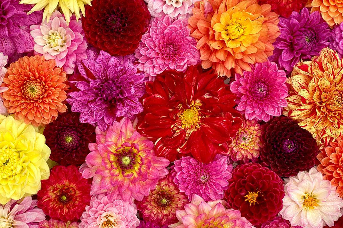 A close up horizontal image of a collection of different types of dahlia flowers.