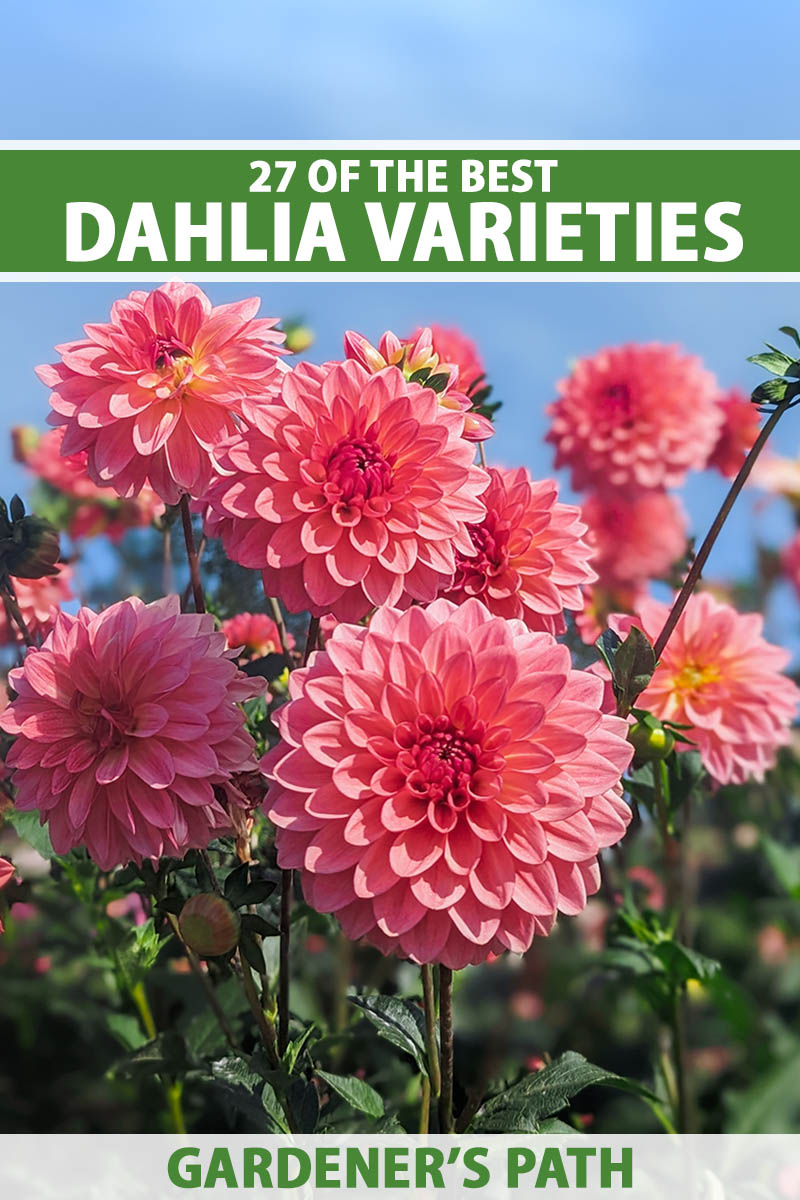 A close up vertical image of beautiful dahlia flowers growing in a sunny garden pictured on a blue sky background. To the top and bottom of the frame is green and white printed text.