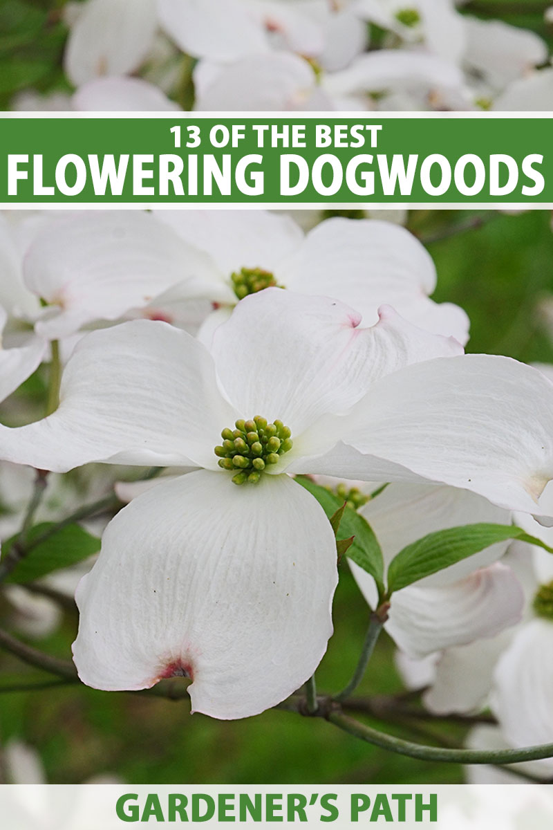 A close up vertical image of white flowering dogwood (Cornus florida) in full bloom in the spring garden.