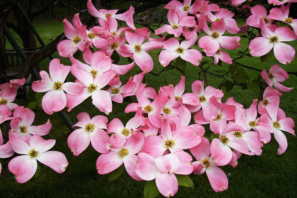 A close up horizontal image of the pink flowers of a flowering dogwood (Cornus florida) growing in the garden.