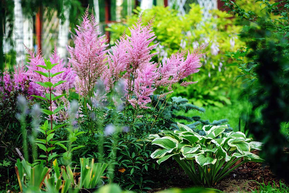 A horizontal photo of a mixed shady garden borden filled with hostas and astilbe plants.