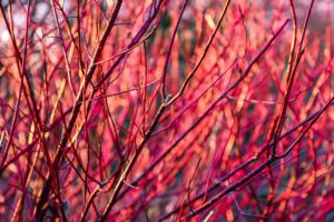 A horizontal close up photo of the branches of a red stemmed dogwood shrub in winter with no foliage.