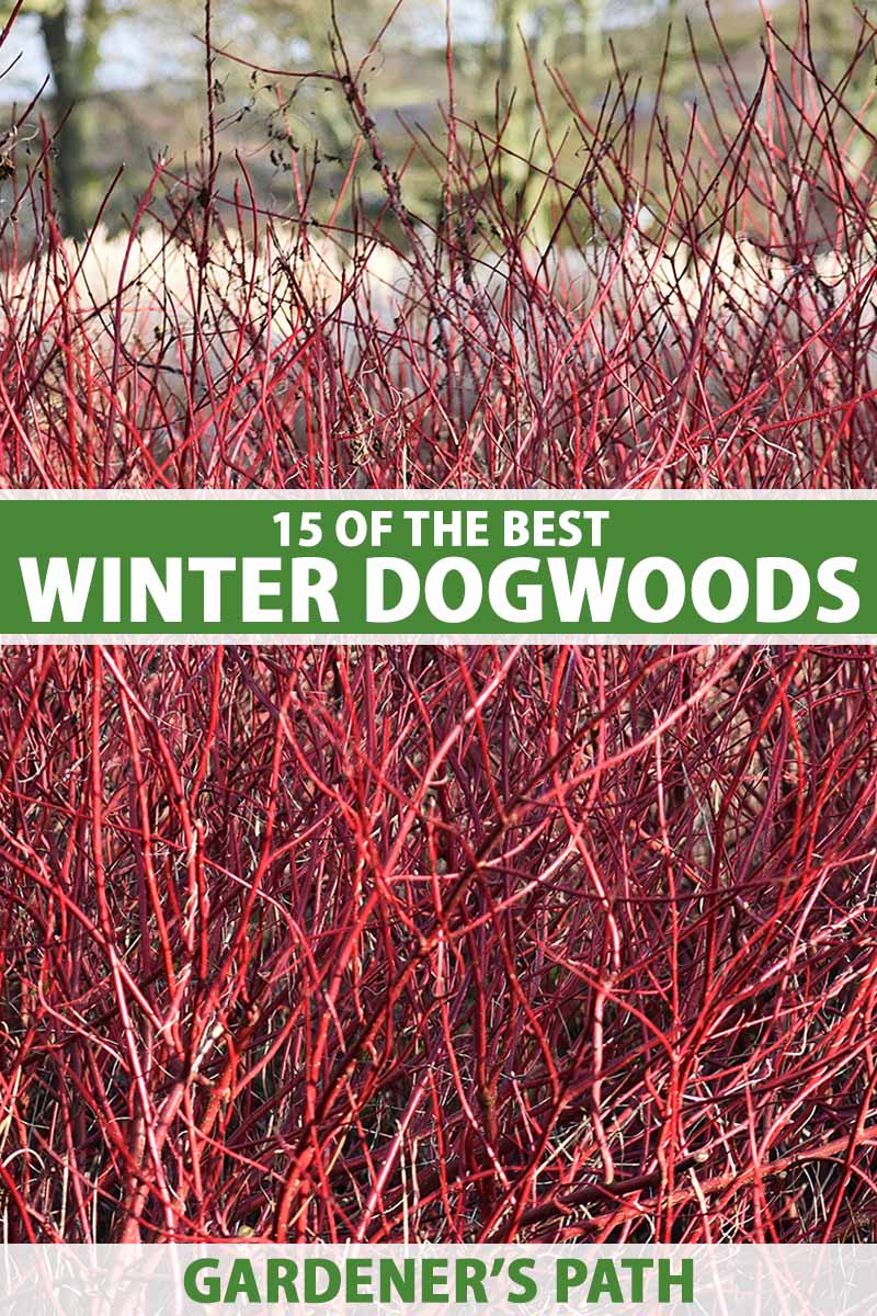 A vertical full length photo of a red stemmed dogwood shrub in winter with no foliage. Green and white text spans the center and bottom of the frame.