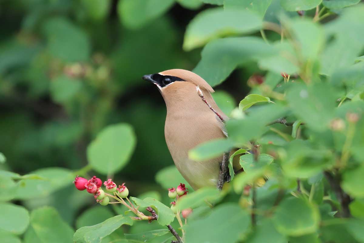 A close up horizontal image of a bird eating berries in the garden.