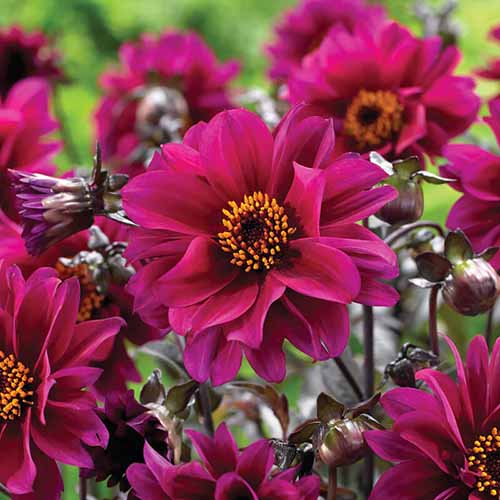 A close up square image of 'Bishop of Canterbury' dahlia growing in the garden pictured on a soft focus background.