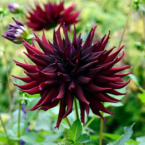 A close up of a semi-cactus 'Black Narcissus' dahlia growing in the garden pictured on a soft focus background.