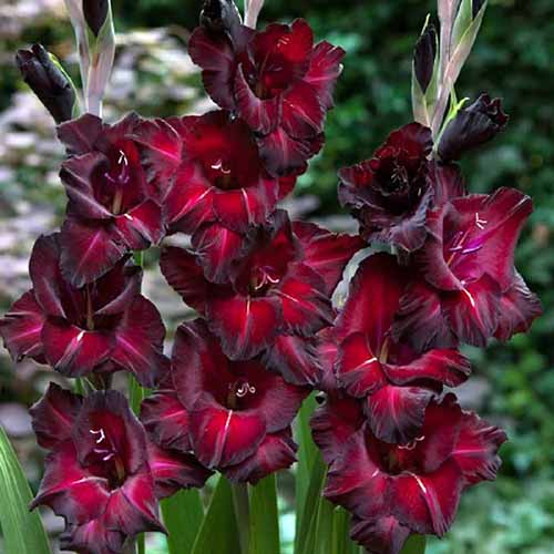 A close up of the deep red and black flowers of 'Black Star' gladiolus growing in a garden border.
