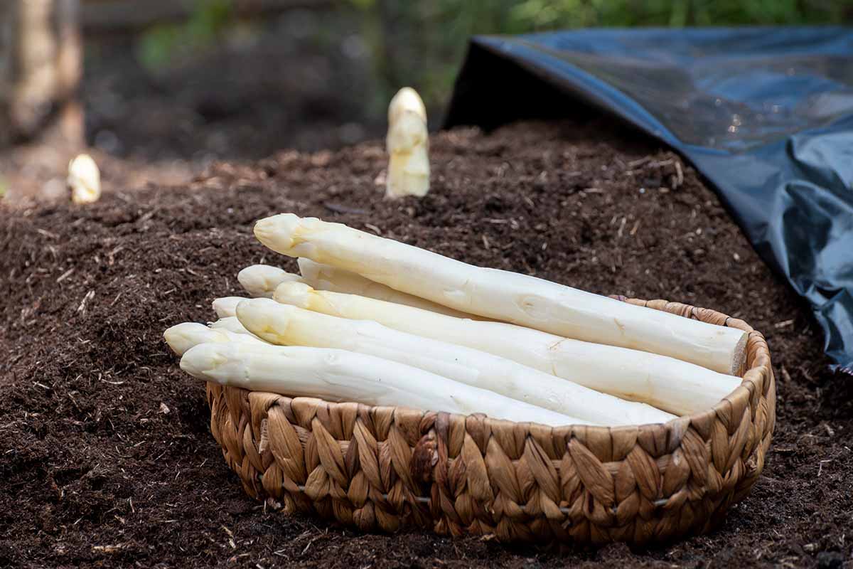 A horizontal image of freshly harvested white blanched asparagus spears in a wicker basket set on garden soil.