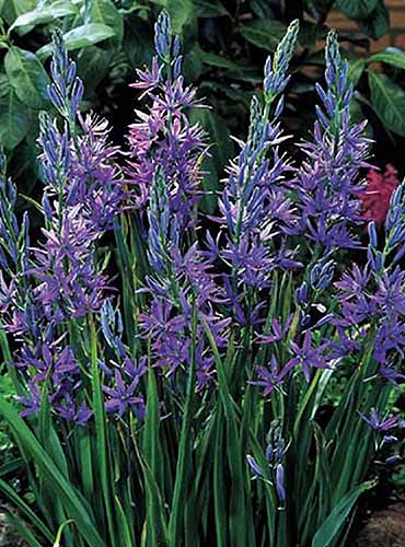 A vertical product shot of a Blue Heaven camassia plant in full bloom.