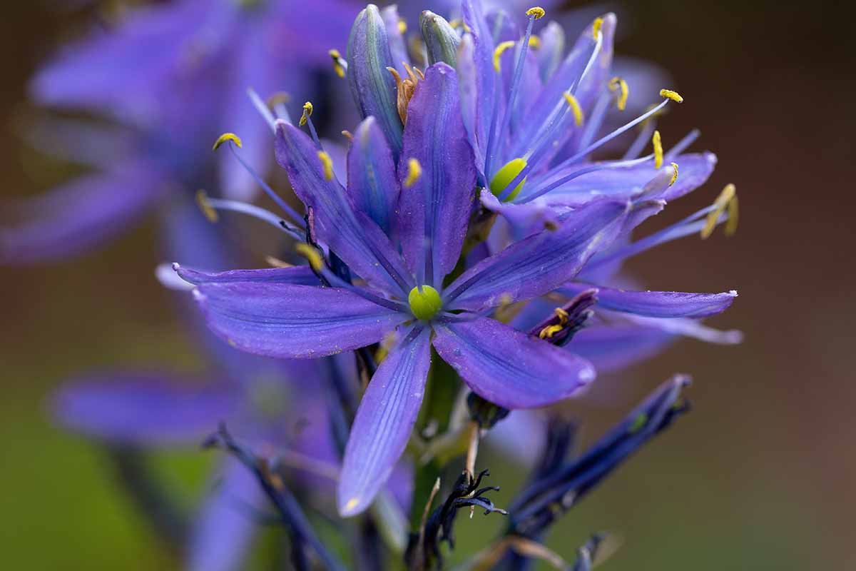 A horizontal photo zoomed in on a blue camassia flower pictured on a soft focus background.
