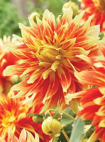 A close up of red and yellow 'Bodacious' dahlia flowers growing in the garden pictured on a soft focus background.