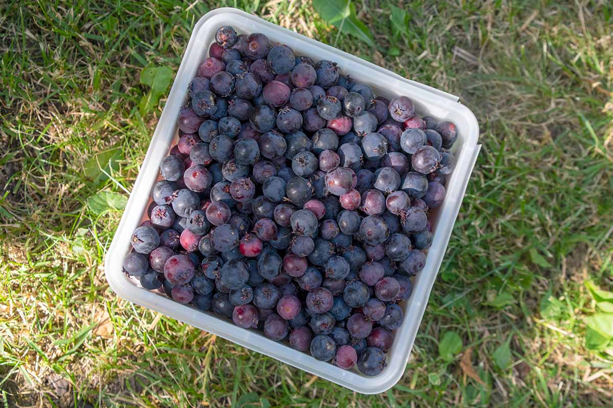 A close up horizontal image of a plastic bowl filled with freshly harvested Saskatooon serviceberries.