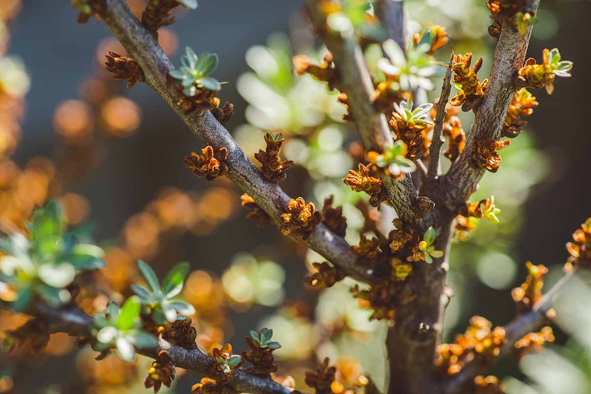 A close up horizontal image of male sea buckthorn branches with new growth in spring, pictured on a soft focus background.