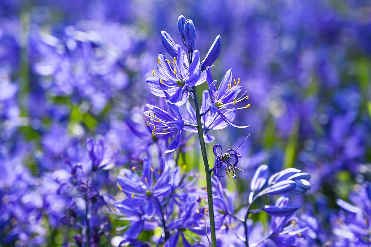 A horizontal close up of the blooms of a bright blue camassia plant in the sunshine.