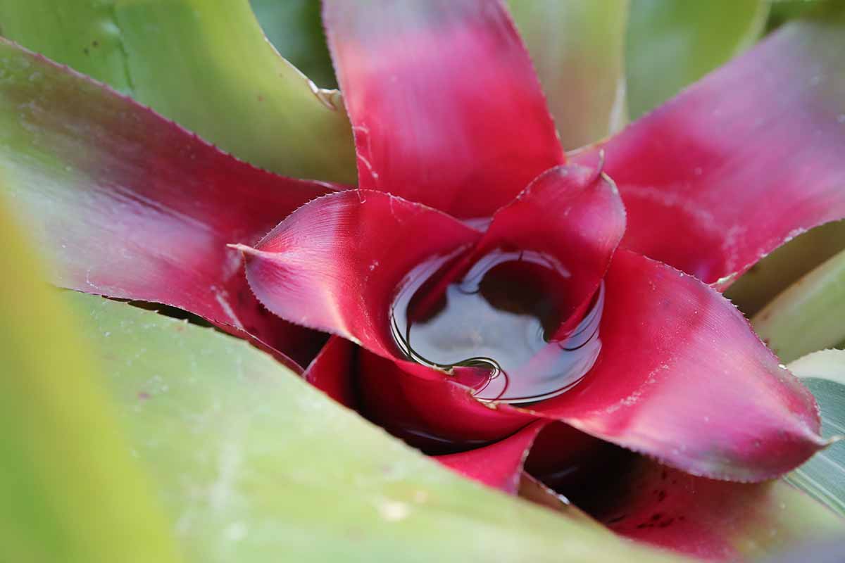 A close up of a water reservoir of a bromeliad plant at the center of the leaf rosette.