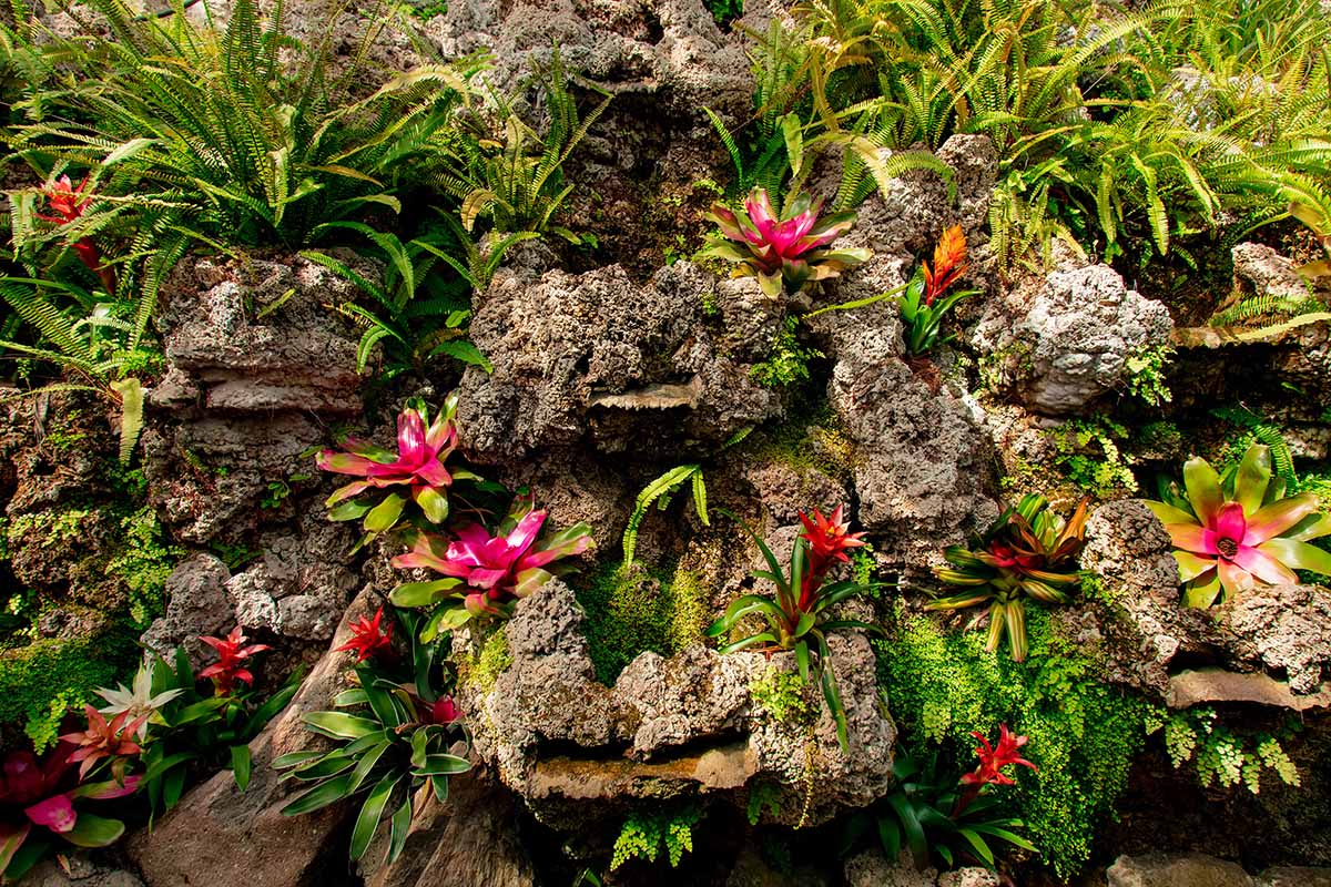 A horizontal image of bromeliads growing on a rocky outcrop in the garden, with ferns and other perennials.