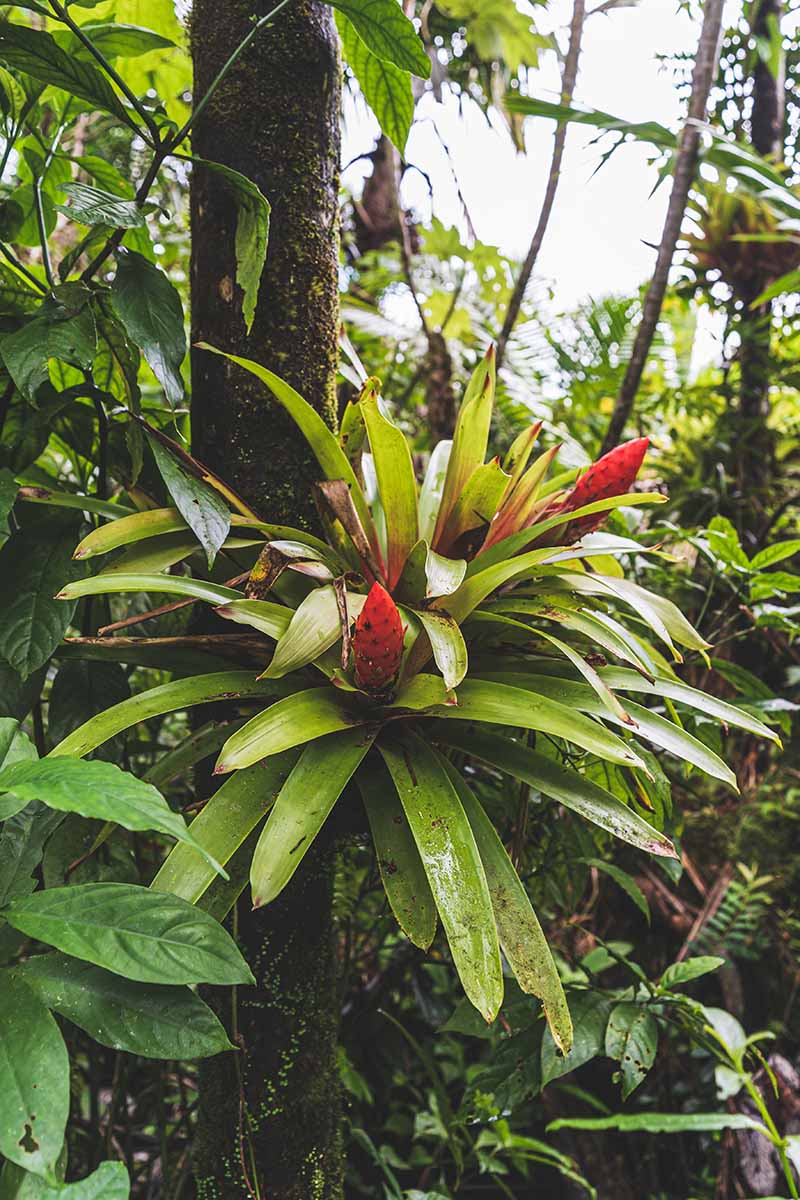 A vertical image of a bromeliad in bloom growing on a tree trunk outdoors.