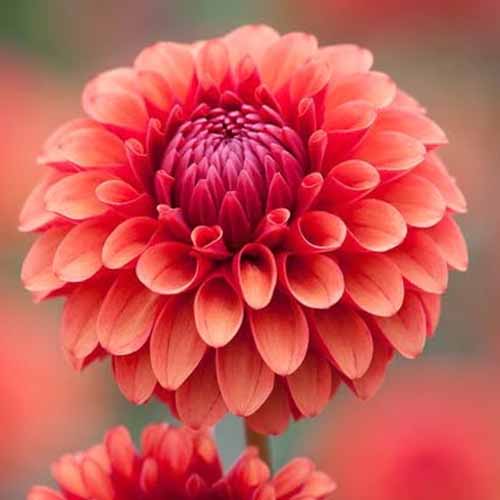 A close up square image of a single red 'Brown Sugar' dahlia flower pictured on a soft focus background.