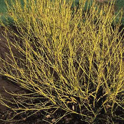 A square product photo of Bud's Yellow dogwood in the winter with yellow stems and no foliage.