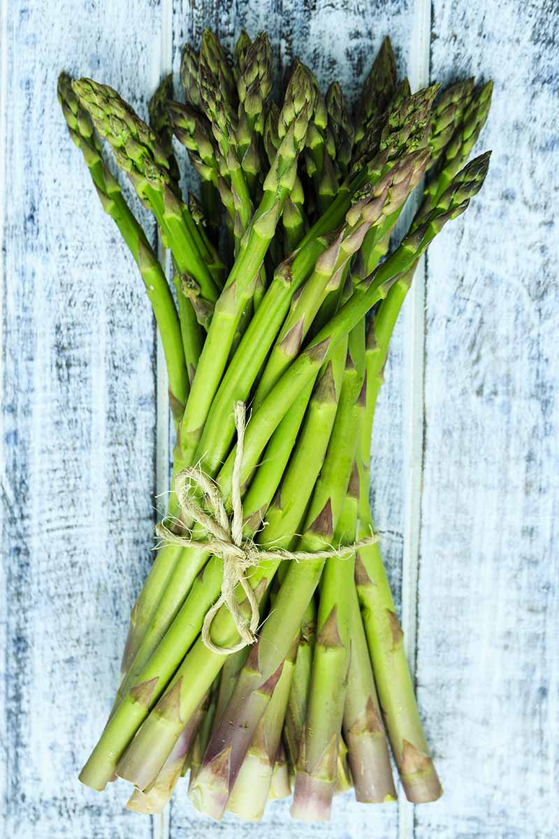 A close up vertical image of a bunch of fresh asparagus tied with string set on a wooden table.