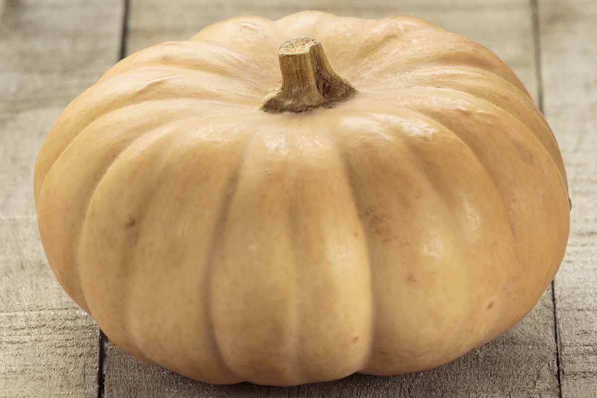 A horizontal shot of a Butterkin squash sitting atop a wooden plank background.