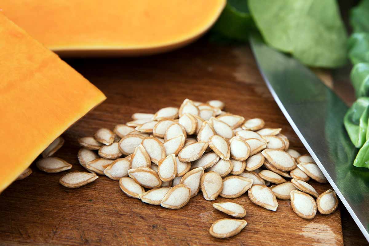 A horizontal photo of butternut squash seeds sitting on a cutting board with a knife placed next to them.